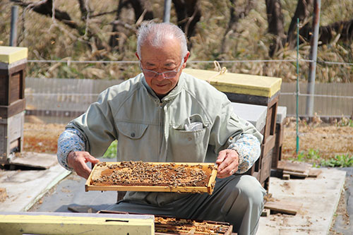 蜂蜜採取